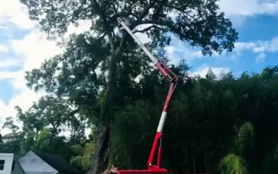 McGee Tree and Ground Services – Beautifying Powhatan One Tree at a Time