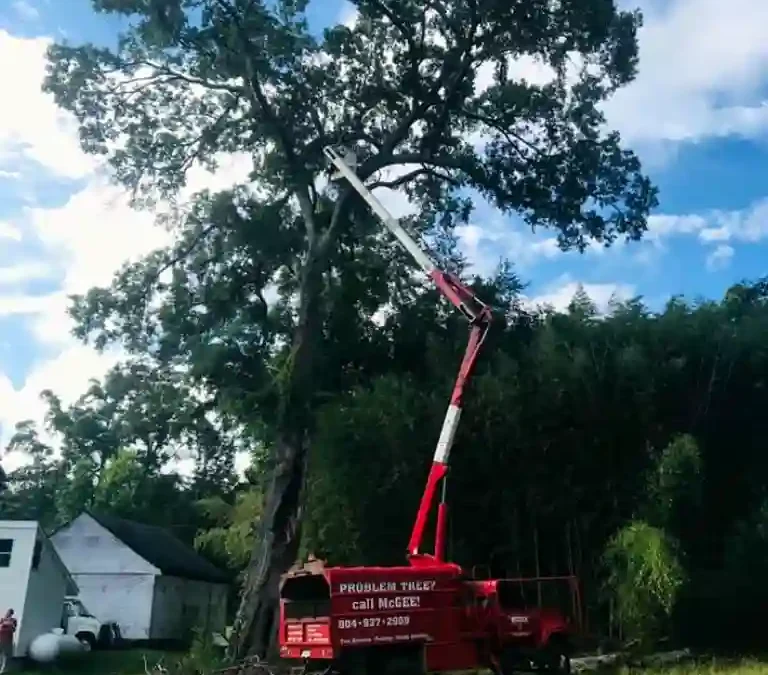 McGee Tree and Ground Services – Beautifying Powhatan One Tree at a Time