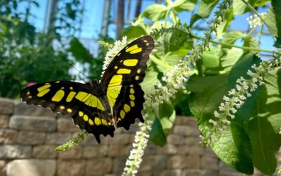 Enjoy the Beauties of Nature at Lewis Ginter